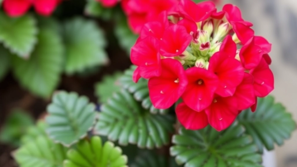 Factors Affecting Kalanchoe Longevity