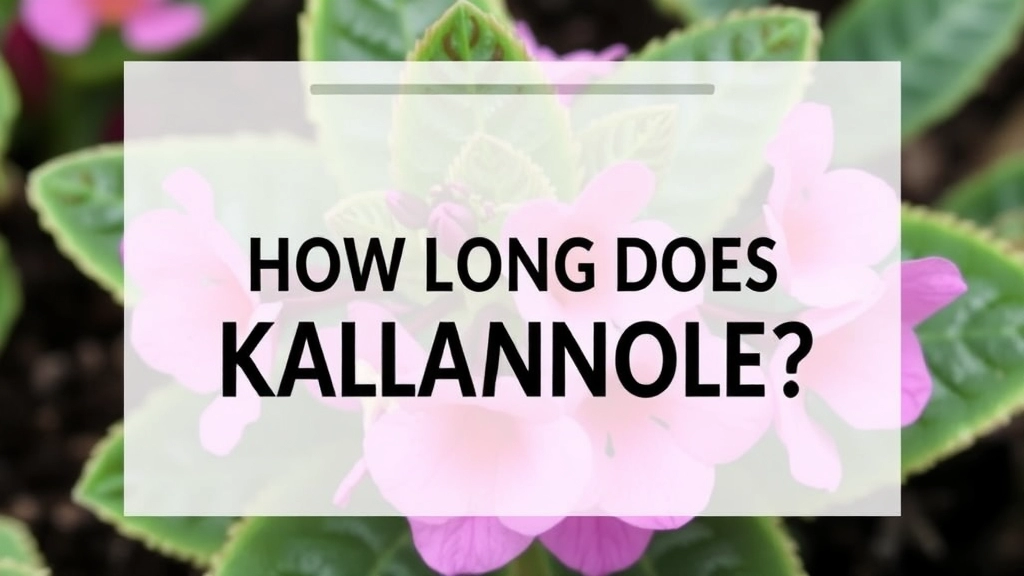 How Long Does Kalanchoe Live? Lifespan & Care Tips