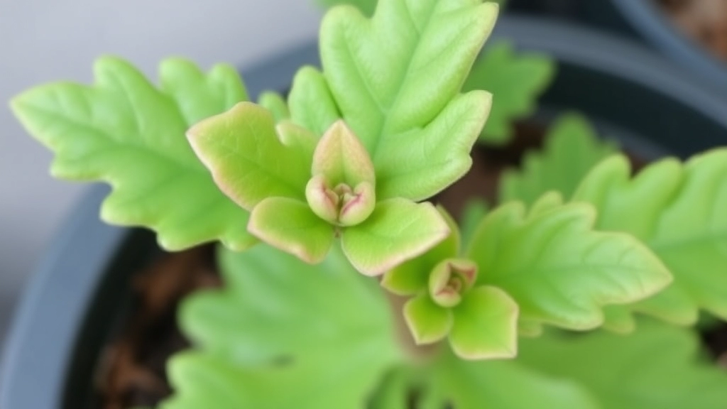 Kalanchoe Beharensis Oak Leaf: Care, Propagation, and Tips