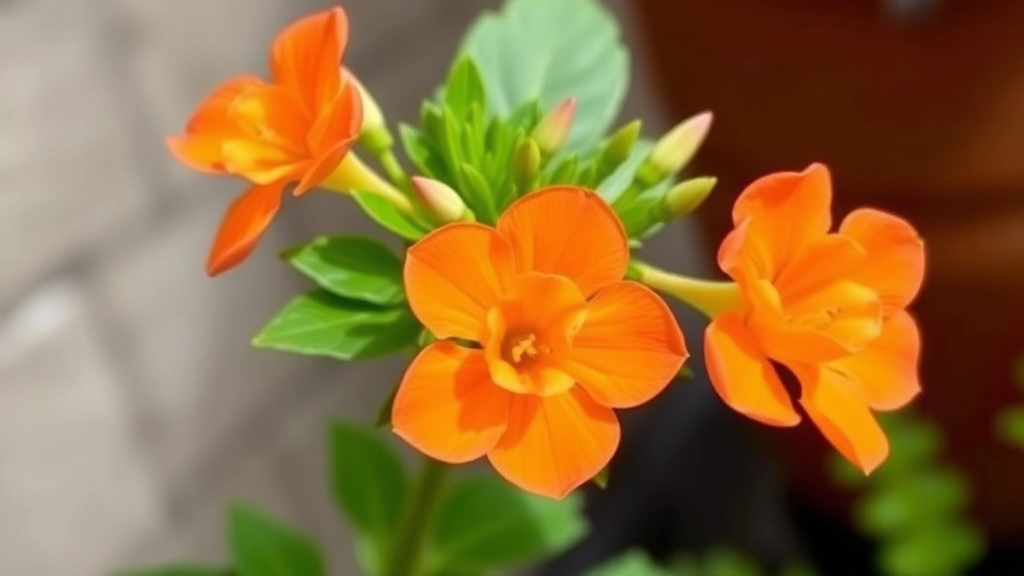 Kalanchoe Orange Bells Care and Growing Tips