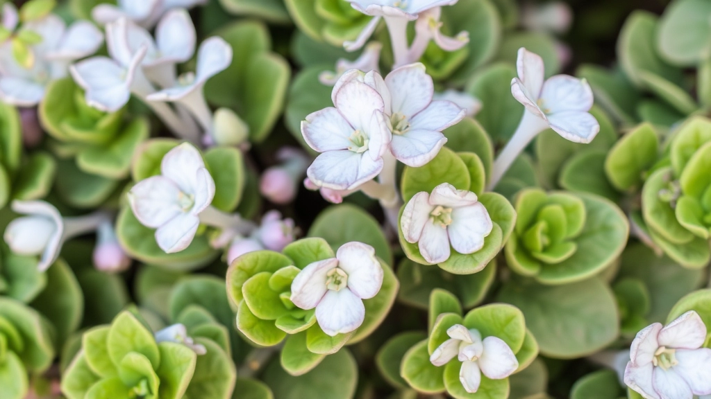 Kalanchoe Pumila Silver Gray Care Guide & Tips