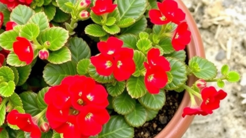 Soil and Potting Recommendations for Kalanchoe Red Flowers