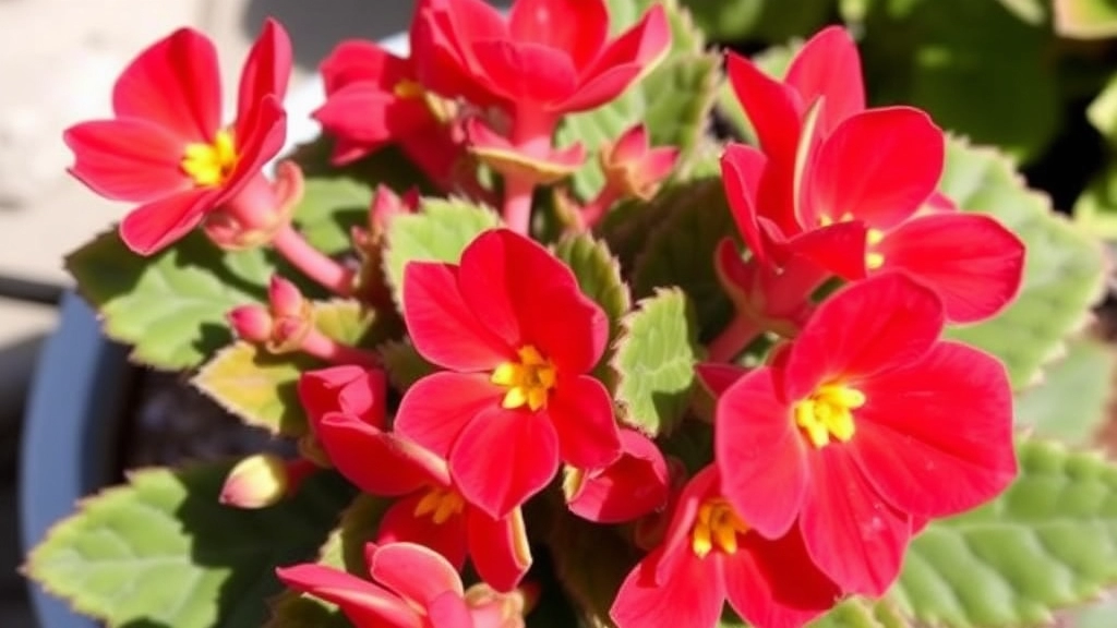 Unique Features of Kalanchoe Daigremontiana