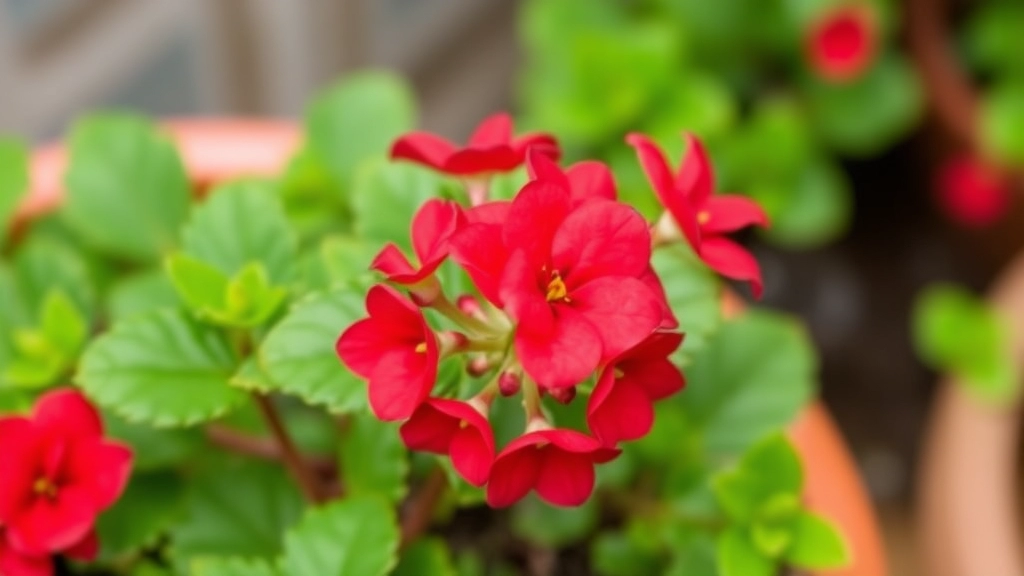 VIII. Pruning and Maintenance of Kalanchoe Red Flower Plant